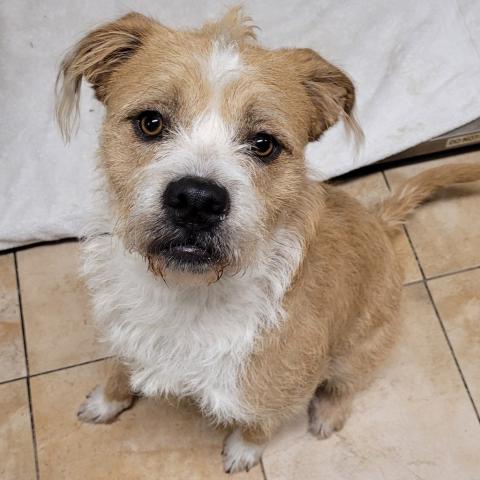 Photo for 157641 [Ziggy]