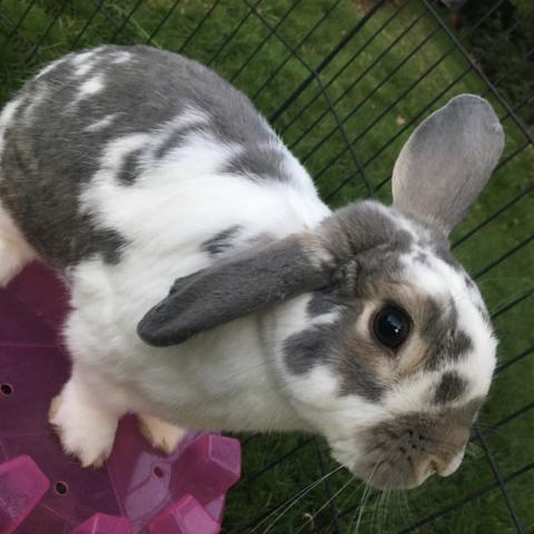 Photo for 157677 [Kirby]