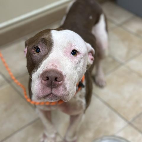 Photo for 157724 [Cookie]