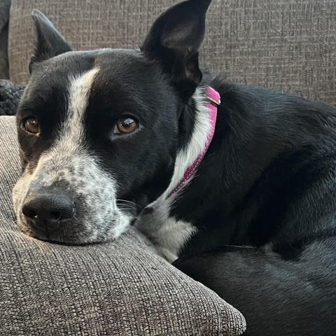 Photo for 157785 [Eowyn]