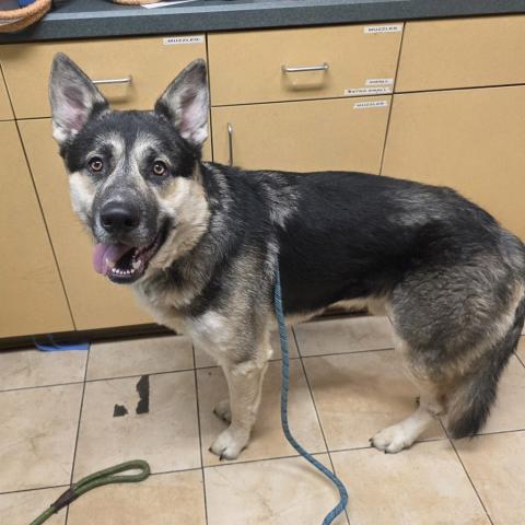 Photo for 157830 [Mork]