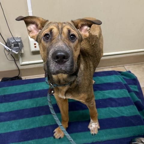 Photo for 157851 [Ganache]