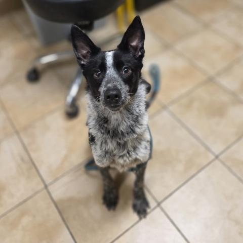 Photo for 157868 [Oreo]