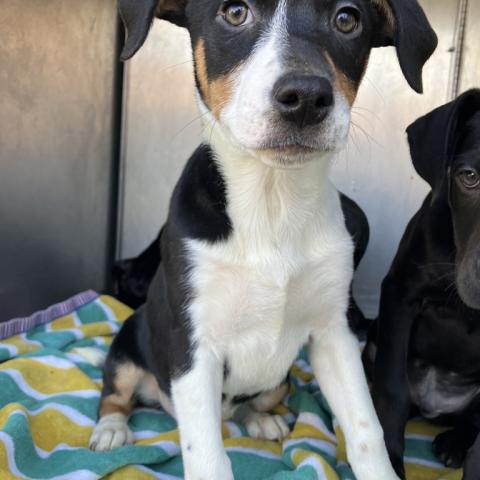 Photo for 157954 [Blossom]