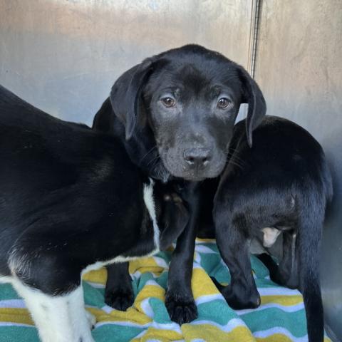 Photo for 157956 [Bubbles]