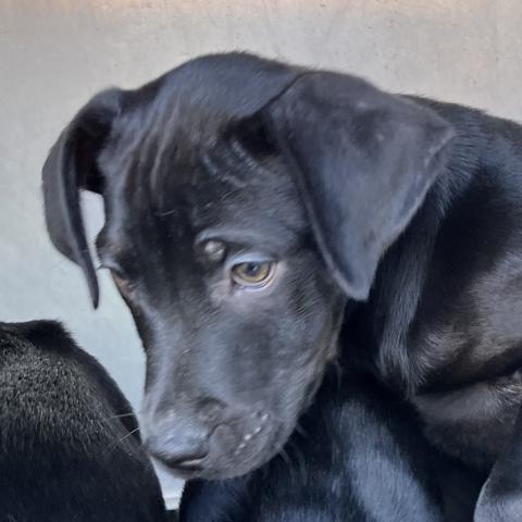 Photo for 157958 [Buttercup]