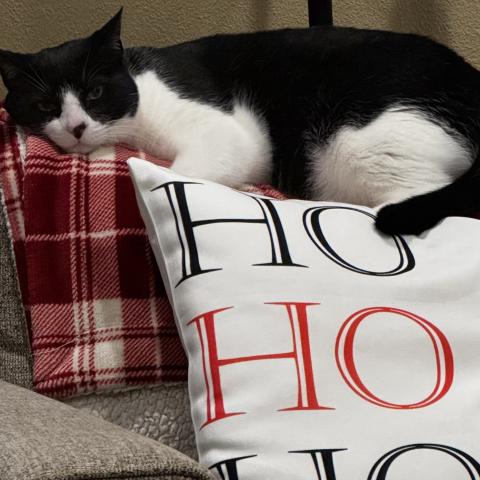 Photo for 157976 [Louie]