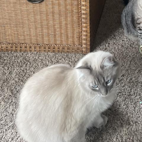 Photo for 157987 [Deva]