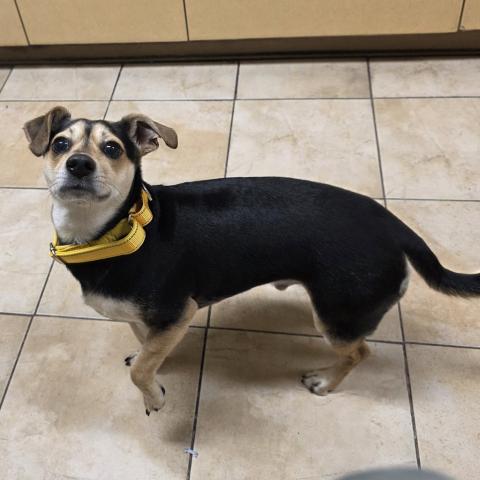 Photo for 158009 [Adonis]