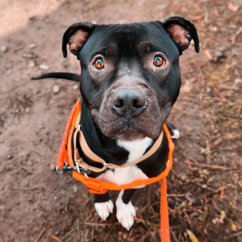 Photo for 158071 [Douglas]