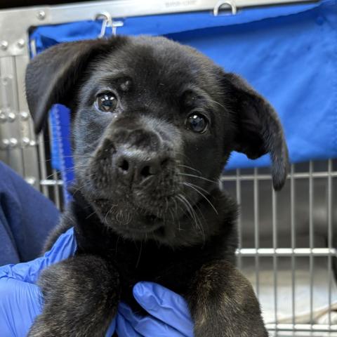 Photo for 158096 [Lady Finger Sandwiches]