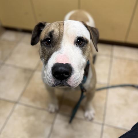 Photo for 158110 [Thor]