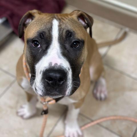 Photo for 158143 [Dukes]