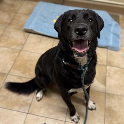 Photo for 158168 [Rooster]