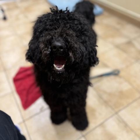 Photo for 158182 [Rasta]