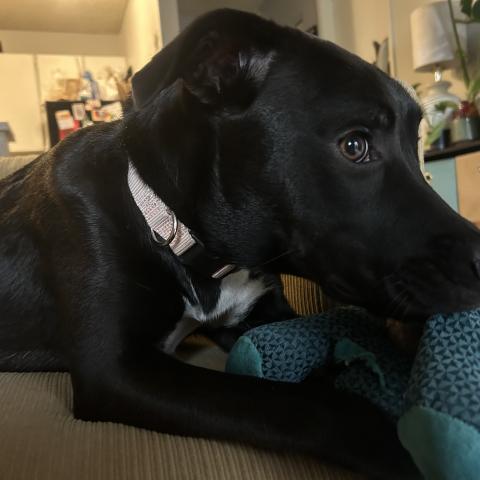 Photo for 158196 [Gosse ]