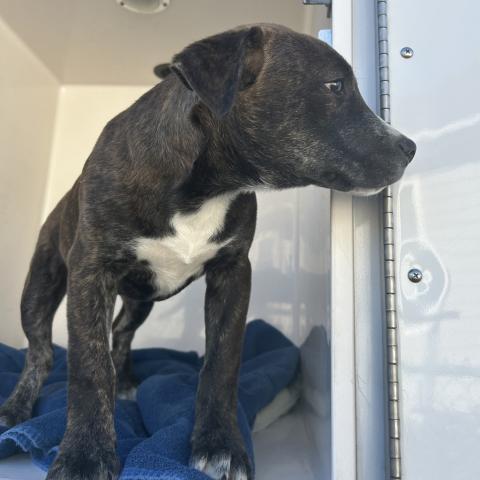 Photo for 158210 [Luffy]