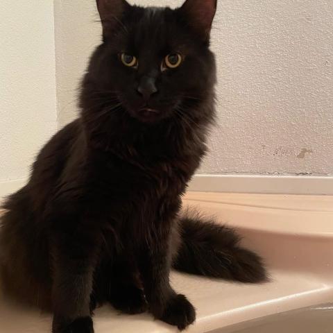 Photo for 158247 [Draco]