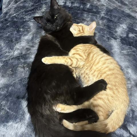 Photo for 158249 [Hagrid]