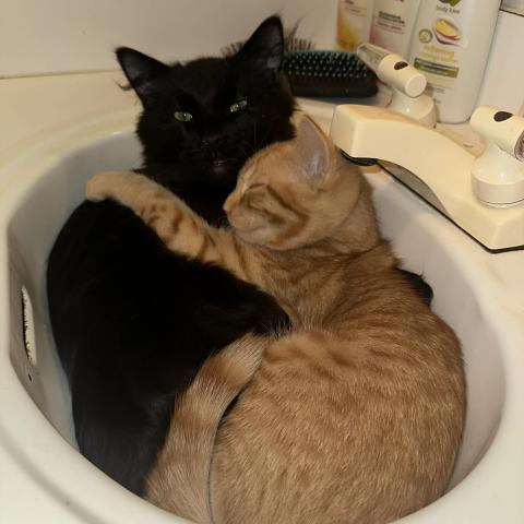 Photo for 158251 [Weasley]