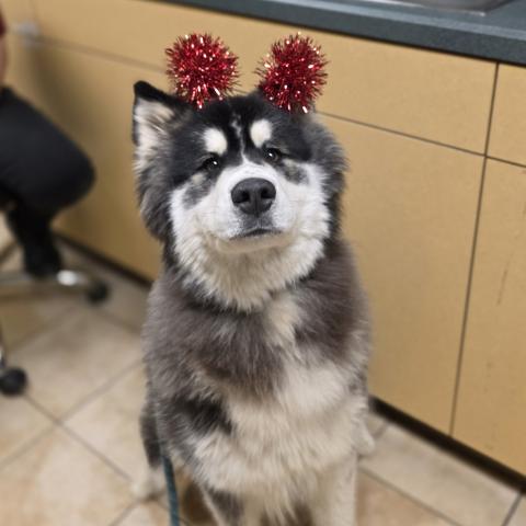 Photo for 158293 [Altair]