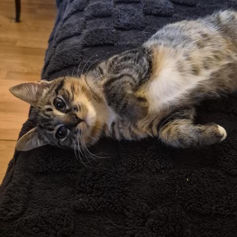 Photo for 158332 [fr158332]