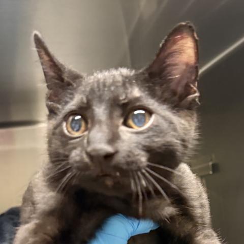 Photo for 158361 [Stevie]