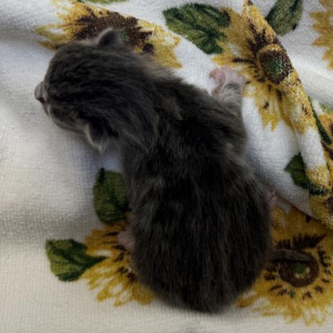 Photo for 158395 [384948]