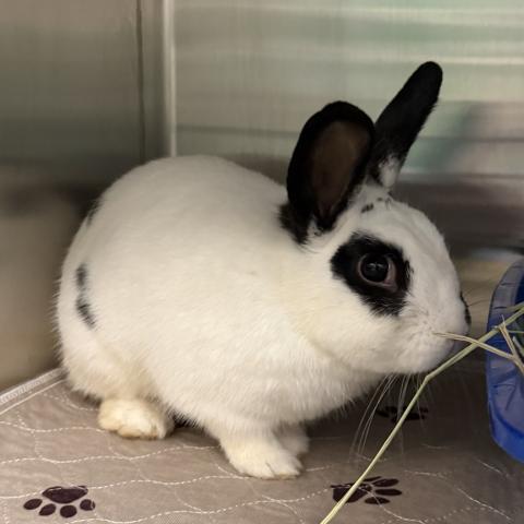 Photo for 158407 [Bunderson Cooper]