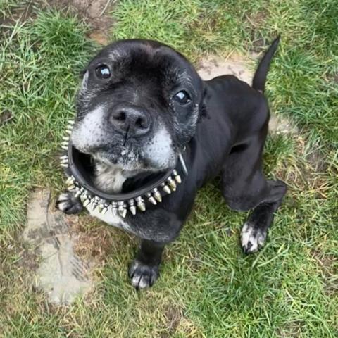 Photo for 158420 [Super]