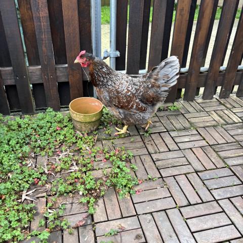 Photo for 158427 [chicken]