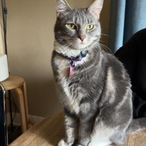 Photo for 158446 [Ziggy]