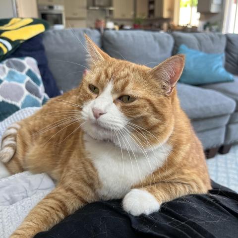 Photo for 158471 [Clementine ]