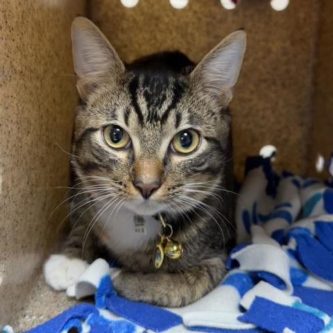 Photo for 158484 [Fancy Man]