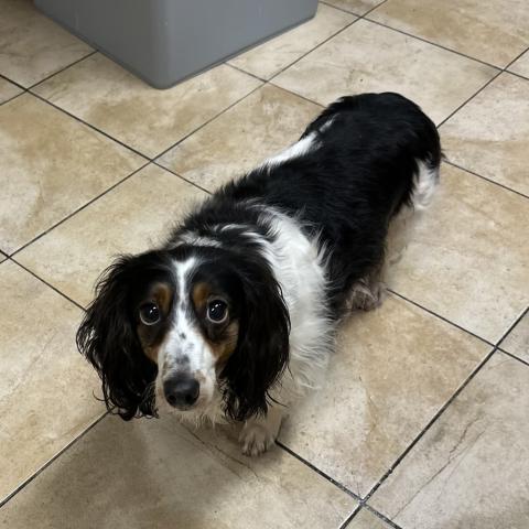 Photo for 158488 [Missy]