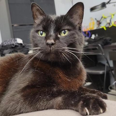 Photo for 158490 [Foley]