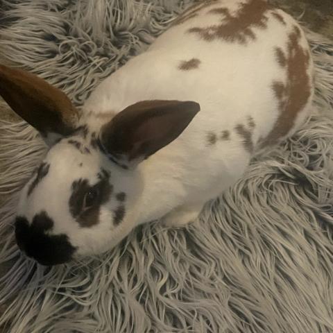 Photo for 158523 [fr158523]