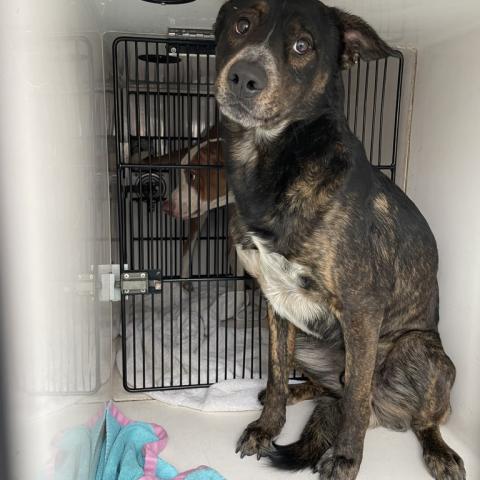 Photo for 158532 [Bear]