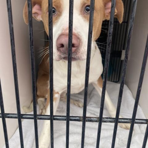 Photo for 158534 [Mikalo (pdd1)]