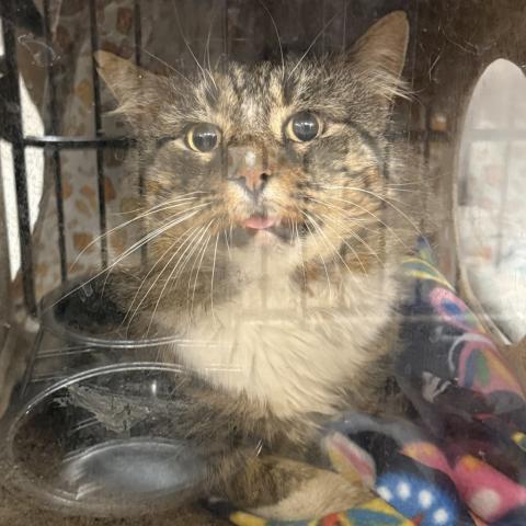 Photo for 158538 [Malakor]