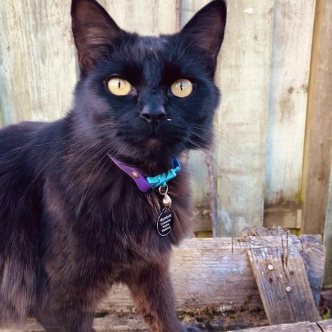 Photo for 158550 [Hemlock]