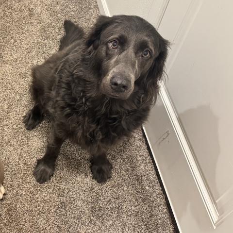 Photo for 158556 [Luna ]