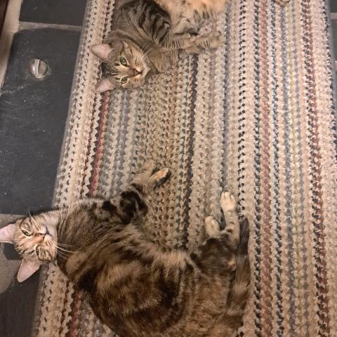 Photo for 158566 [Bella]