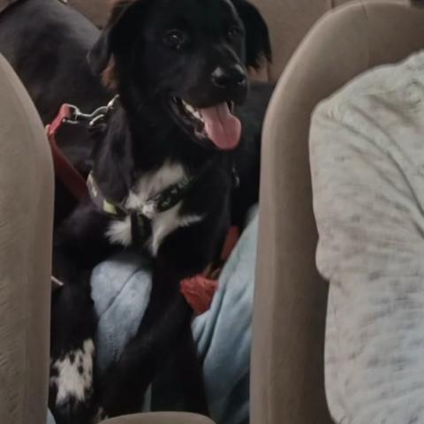 Photo for 158585 [Fluffy]