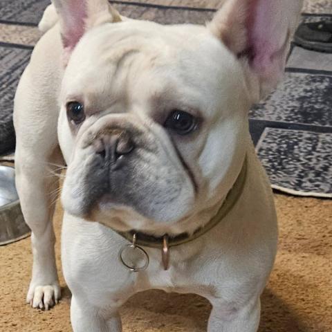 Photo for 158601 [Louie]