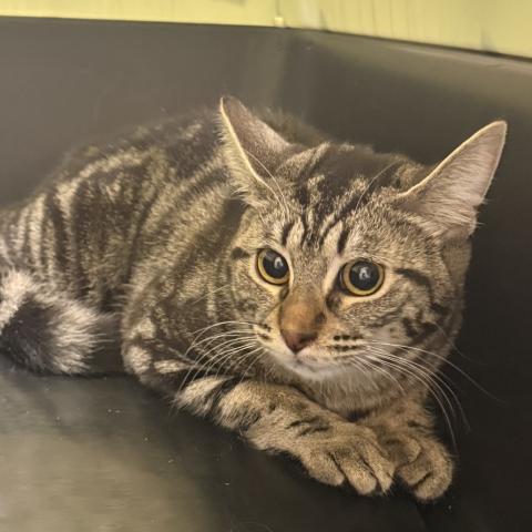 Photo for 158615 [Penny]