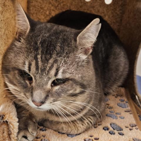 Photo for 158622 [Charlie]