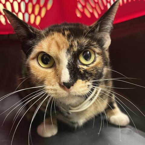 Photo for 158625 [385613]