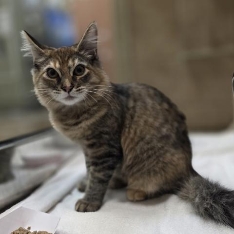 Photo for 158633 [Amber]