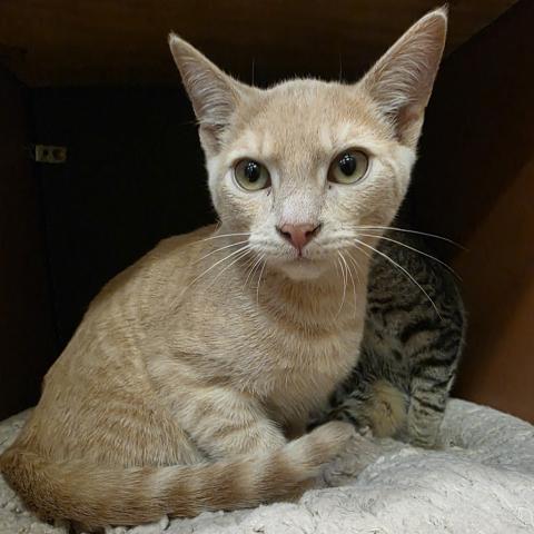 Photo for 158637 [Devonta]